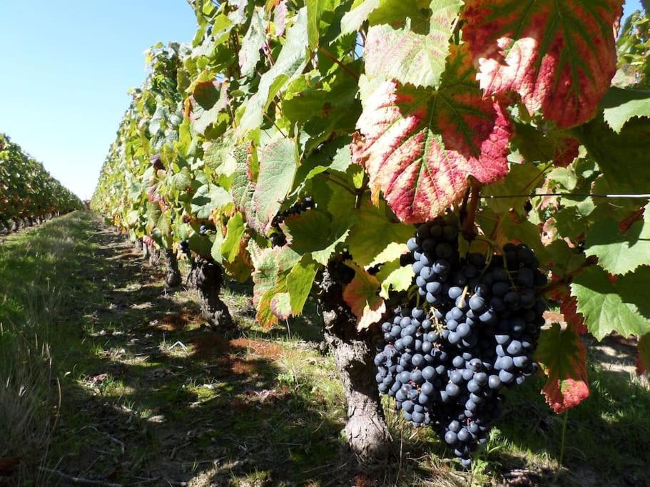 Cote Vignes